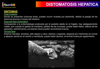 SINTOMAS
Fase invasora:
Donde se presentan síntomas leves, pueden ocurrir muertes por peritonitis, debido al pasaje de los
distomas jóvenes a través del intestino.
Segunda fase sintomática:
Corresponde a la sintomatología producida por el parásito adulto en el hígado, hay adelgazamiento
visible, aún cuando el apetito se mantiene, palidez de las mucosas, puede haber fiebre, edema de los
párpados, estreñimiento y al examen fecal pueden encontrarse huevos.
Tercera fase:
Anemia marcada, anorexia, pelo áspero y seco, diarrea y caquexia, alopecia por mechones en ovinos
y alpacas, ascitis en el vientre y mandíbula, puede haber abortos, el animal muere por agotamiento.
DISTOMATOSIS HEPATICA
 