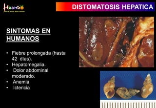 SINTOMAS EN
HUMANOS
• Fiebre prolongada (hasta
42 días).
• Hepatomegalia.
• Dolor abdominal
moderado.
• Anemia
• Ictericia
DISTOMATOSIS HEPATICA
 