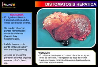 NECROPSIA
 El hígado contiene la
Fasciola hepática adulta
en los canalículos biliares.
 Se pueden observar
puntos hemorrágicos
conteniendo larvas
jóvenes, hay
hepatomegalia.
 La bilis tiene un color
pardo verdusco sucio y
con arenilla (grumosa)
 A veces se encuentra
parásitos en otros órganos
como el pulmón, bazo,
etc.
DISTOMATOSIS HEPATICA
PROFILAXIS
 El cultivo de berros para el consumo debe ser en aguas
libres de caracoles. Y la ingestión se debe de cocinar.
 La destrucción de caracoles Limnaea de los ríos debe de
realizarse adecuadamente.
 