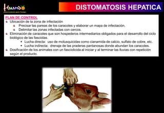 PLAN DE CONTROL
Ubicación de la zona de infectación
Precisar las pareas de los caracoles y elaborar un mapa de infectación.
Delimitar las zonas infectadas con cercos.
Eliminación de caracoles que son hospederos intermediarios obligados para el desarrollo del ciclo
biológico de las fasciolas.
 Lucha directa: uso de molusquicidas como cianamida de calcio, sulfato de cobre, etc.
 Lucha indirecta: drenaje de las praderas pantanosas donde abundan los caracoles.
Dosificación de los animales con un fasciolicida al iniciar y al terminar las lluvias con repetición
según el producto.
DISTOMATOSIS HEPATICA
 