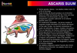ASCARIS SUUM
 Verme grande, blanco. Los adultos miden entre 15
y 40 cm de largo
 Cada hembra de Ascaris produce en el intestino
hasta un millón de huevos por día. Estos son muy
resistentes a la desecación, al calor y a la
congelación y pueden sobrevivir en el entorno
durante años (L1).
 En condiciones favorables , las larvas mudan al
segundo estadio infectante (L2) dentro del huevo
en tan sólo 10 días. Los huevos contaminan el
suelo, los alimentos, el agua, el polvo y los pastos.
 Tras su ingestión, los huevos eclosionan y liberan
larvas que penetran en el intestino delgado y
llegan al hígado a través del torrente sanguíneo.
 Las larvas migran a través del hígado, mudan a L3
y migran a los pulmones. Salen a los alvéolos,
ascienden hasta los bronquios y la tráquea, mudan
a L4, alcanzan la faringe, son deglutidas y vuelven
al intestino delgado.
 Los adultos empiezan a poner huevos dos meses
después de la infección. Los adultos viven en el
intestino delgado.
 