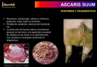 ASCARIS SUUM
 Neumonía, hemorragia, edema y enfisema
pulmonar, sobre todo en lechones.
 Pérdida de condición, obstrucción intestinal,
etc.
 La detección de huevos típicos (membrana
gruesa) en las heces y la aparición ocasional
de adultos en las heces o su identificación
tras sacrificio y necropsia confirman el
diagnóstico.
SINTOMAS Y DIAGNOSTICO
 