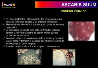 ASCARIS SUUM
 Los benzimidazoles , el levamisol y los endectocidas son
eficaces contra los adultos y los estadios inmaduros.
 El pirantel y la ivermectina son eficaces contra los estadios
migratorios.
 La piperazina es barata pero sólo controla los estadios
adultos y tiene un espectro de acción menor que los
productos antes citados.
 Conviene tratar a las cerdas antes de la monta y de nuevo
tras el parto, y también a las crías tras el destete antes de
introducirlas en boxes limpias.
 A los berracos conviene tratarlos aprox. cada 6 meses.
CONTROL QUIMICO
 