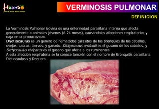 VERMINOSIS PULMONAR
La Verminosis Pulmonar Bovina es una enfermedad parasitaria interna que afecta
generalmente a animales jóvenes (6-24 meses), causándoles afecciones respiratorias y
baja en la productividad.
Dyctiocaulus es un género de nemátodos parásitos de los bronquios de los caballos,
ovejas, cabras, ciervos, y ganado. Dictyocaulus arnfeldii es el gusano de los caballos, y
Dictyocaulus viviparus es el gusano que afecta a los ruminantes.
A esta afección respiratoria se la conoce también con el nombre de Bronquitis parasitaria,
Dictiocaulosis y Roquera.
DEFINICION
 