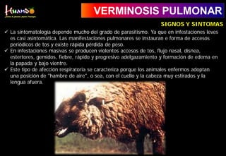 VERMINOSIS PULMONAR
 La sintomatología depende mucho del grado de parasitismo. Ya que en infestaciones leves
es casi asintomática. Las manifestaciones pulmonares se instauran e forma de accesos
periódicos de tos y existe rápida pérdida de peso.
 En infestaciones masivas se producen violentos accesos de tos, flujo nasal, disnea,
estertores, gemidos, fiebre, rápido y progresivo adelgazamiento y formación de edema en
la papada y bajo vientre.
 Este tipo de afección respiratoria se caracteriza porque los animales enfermos adoptan
una posición de "hambre de aire", o sea, con el cuello y la cabeza muy estirados y la
lengua afuera.
SIGNOS Y SINTOMAS
 