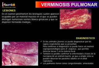 VERMINOSIS PULMONAR
En el examen postmortem los bronquios suelen aparecer
ocupados por un material mucoso en el que se pueden
distinguir numerosos vermes blanco-grisáceos y que se
disponen formando madejas.
LESIONES
 En los animales jóvenes se puede diagnosticar por los
signos respiratorios que se presentan.
Para confirmar el diagnóstico se puede hacer un examen
coproparásitológico para D. viviparus , que permite
detectar larvas 1 en la materia fecal.
 También es posible confirmar la enfermedad a través de la
necropsia de un animal muerto, ya que a simple vista se
pueden observar los parásitos adultos en el árbol
repiratorio.
 Los pulmones tienen zonas congestionadas, amoratadas.
DIAGNOSTICO
 