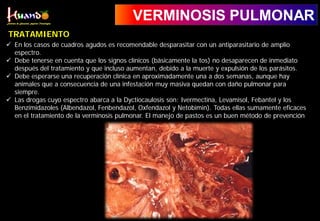 VERMINOSIS PULMONAR
 En los casos de cuadros agudos es recomendable desparasitar con un antiparasitario de amplio
espectro.
 Debe tenerse en cuenta que los signos clínicos (básicamente la tos) no desaparecen de inmediato
después del tratamiento y que incluso aumentan, debido a la muerte y expulsión de los parásitos.
 Debe esperarse una recuperación clínica en aproximadamente una a dos semanas, aunque hay
animales que a consecuencia de una infestación muy masiva quedan con daño pulmonar para
siempre.
 Las drogas cuyo espectro abarca a la Dyctiocaulosis son: Ivermectina, Levamisol, Febantel y los
Benzimidazoles (Albendazol, Fenbendazol, Oxfendazol y Netobimin). Todas ellas sumamente eficaces
en el tratamiento de la verminosis pulmonar. El manejo de pastos es un buen método de prevención
TRATAMIENTO
 