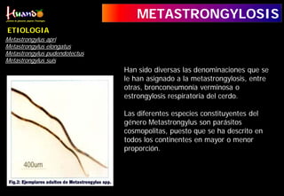 METASTRONGYLOSIS
Metastrongylus apri
Metastrongylus elongatus
Metastrongylus pudendotectus
Metastrongylus suis
ETIOLOGIA
Han sido diversas las denominaciones que se
le han asignado a la metastrongylosis, entre
otras, bronconeumonía verminosa o
estrongylosis respiratoria del cerdo.
Las diferentes especies constituyentes del
género Metastrongylus son parásitos
cosmopolitas, puesto que se ha descrito en
todos los continentes en mayor o menor
proporción.
 