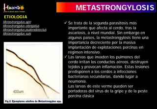 METASTRONGYLOSIS
Metastrongylus apri
Metastrongylus elongatus
Metastrongylus pudendotectus
Metastrongylus suis
ETIOLOGIA
 Se trata de la segunda parasitosis más
importante que afecta al cerdo, tras la
ascariosis, a nivel mundial. Sin embargo en
algunos países, la metastrongylosis tiene una
importancia decreciente por la masiva
implantación de explotaciones porcinas en
régimen intensivo.
 Las larvas que invaden los pulmones del
cerdo irritan los conductos aéreos, destruyen
tejidos y provocan inflamación. Estas lesiones
predisponen a los cerdos a infecciones
bacterianas secundarias, dando lugar a
neumonía.
Las larvas de este verme pueden ser
portadoras del virus de la gripe y de la peste
porcina clásica
 