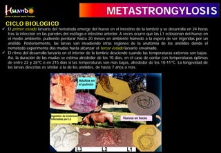  El primer estado larvario del nematodo emerge del huevo en el intestino de la lombriz y se desarrolla en 24 horas
tras la infección en las paredes del esófago e intestino anterior. A veces ocurre que las L1 eclosionan del huevo en
el medio ambiente, pudiendo perdurar hasta 20 meses en ambiente húmedo a la espera de ser ingeridas por un
anélido. Posteriormente, las larvas van invadiendo otras regiones de la anatomía de los anélidos donde el
nematodo experimenta dos mudas hasta alcanzar el tercer estado larvario envainado.
 El ritmo del desarrollo larvario en el interior de la lombriz desciende cuando las temperaturas externas son bajas.
Así, la duración de las mudas se estima alrededor de los 10 días, en el caso de contar con temperaturas óptimas
de entre 22 y 26ºC o en 215 días si las temperaturas son más bajas, alrededor de los 10-11ºC. La longevidad de
las larvas descritas es similar a la de los anélidos, de hasta 7 años o más.
METASTRONGYLOSIS
CICLO BIOLOGICO
 