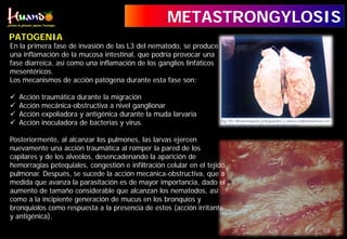 En la primera fase de invasión de las L3 del nematodo, se produce
una inflamación de la mucosa intestinal, que podría provocar una
fase diarreica, así como una inflamación de los ganglios linfáticos
mesentéricos.
Los mecanismos de acción patógena durante esta fase son:
 Acción traumática durante la migración
 Acción mecánica-obstructiva a nivel ganglionar
 Acción expoliadora y antigénica durante la muda larvaria
 Acción inoculadora de bacterias y virus.
Posteriormente, al alcanzar los pulmones, las larvas ejercen
nuevamente una acción traumática al romper la pared de los
capilares y de los alveolos, desencadenando la aparición de
hemorragias petequiales, congestión e infiltración celular en el tejido
pulmonar. Después, se sucede la acción mecánica-obstructiva, que a
medida que avanza la parasitación es de mayor importancia, dado el
aumento de tamaño considerable que alcanzan los nematodos, así
como a la incipiente generación de mucus en los bronquios y
bronquiolos como respuesta a la presencia de estos (acción irritante
y antigénica).
METASTRONGYLOSIS
PATOGENIA
 