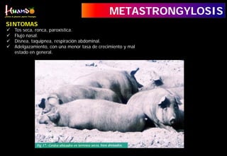  Tos seca, ronca, paroxística.
 Flujo nasal.
 Disnea, taquipnea, respiración abdominal.
 Adelgazamiento, con una menor tasa de crecimiento y mal
estado en general.
METASTRONGYLOSIS
SINTOMAS
 