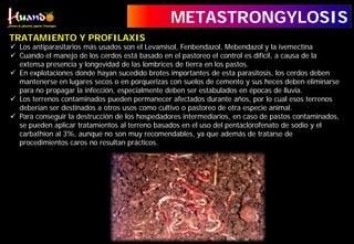  Los antiparasitarios más usados son el Levamisol, Fenbendazol, Mebendazol y la ivemectina
 Cuando el manejo de los cerdos está basado en el pastoreo el control es difícil, a causa de la
extensa presencia y longevidad de las lombrices de tierra en los pastos.
 En explotaciones donde hayan sucedido brotes importantes de esta parasitosis, los cerdos deben
mantenerse en lugares secos o en porquerizas con suelos de cemento y sus heces deben eliminarse
para no propagar la infección, especialmente deben ser estabulados en épocas de lluvia.
 Los terrenos contaminados pueden permanecer afectados durante años, por lo cual esos terrenos
deberían ser destinados a otros usos como cultivo o pastoreo de otra especie animal.
 Para conseguir la destrucción de los hospedadores intermediarios, en caso de pastos contaminados,
se pueden aplicar tratamientos al terreno basados en el uso del pentaclorofenato de sodio y el
carbathion al 3%, aunque no son muy recomendables, ya que además de tratarse de
procedimientos caros no resultan prácticos.
TRATAMIENTO Y PROFILAXIS
METASTRONGYLOSIS
 