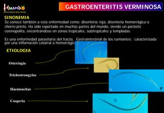 Se conoce también a esta enfermedad como: disentería roja, disentería hemorrágica o
chorro prieto. Ha sido reportado en muchas partes del mundo, siendo un parásito
cosmopolita, encontrándose en zonas tropicales, subtropicales y templadas.
Es una enfermedad parasitaria del tracto, Gastrointestinal de los rumiantes: caracterizada
por una inflamación catarral a hemorrágica.
GASTROENTERITIS VERMINOSA
SINONIMIA
ETIOLOGIA
Ostertagia
Trichostrongylus
Cooperia
Haemonchus
 