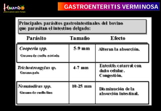 GASTROENTERITIS VERMINOSA
 