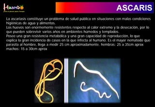 ASCARIS
La ascariasis constituye un problema de salud pública en situaciones con malas condiciones
higiénicas de agua y alimentos.
Los huevos son enormemente resistentes respecto al calor extremo y la desecación, por lo
que pueden sobrevivir varios años en ambientes húmedos y templados.
Posee una gran resistencia metabólica y una gran capacidad de reproducción, lo que
explica la gran incidencia de casos en la que infecta al humano. Es el mayor nematodo que
parasita al hombre, llega a medir 25 cm aproximadamente. hembras: 25 a 35cm aprox
machos: 15 a 30cm aprox
 