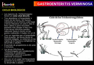 Las especies de Trichostrongylus
tienen un ciclo vital directo.
 Tras abandonar el hospedador a
través de las heces, los huevos
eclosionan en el entorno y dan lugar
a larvas infectivas en unos 5 días si
hace calor(L1) pero necesitan
bastante más tiempo si hace frío.
Estas larvas infectivas pueden
sobrevivir hasta 6 meses en los
pastos realizando 2 mudas (L2 y L3)
 Tras ser ingeridas por el hospedador
final al pastar, las larvas llevan al
intestino delgado, se entierran en las
criptas de la mucosa y completan su
desarrollo a adultos.
 El periodo de prepatencia es de unas
3 semanas.
 Las larvas infectivas de
Trichostrongylus son notablemente
resistentes a condiciones
ambientales adversas y pueden
sobrevivir el invierno.
 Una vez en el cuajar del hospedador
penetran en la mucosa y completan
su desarrollo a adultos
GASTROENTERITIS VERMINOSA
CICLO BIOLOGICO
 