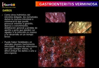  Como otros helmintos del
intestino delgado, los nematodos
dañan la mucosa intestinal o
estomacal lo que puede
provocar enteritis o gastritis,
diarrea o estreñimiento,
debilitación general y pérdida de
apetito y peso que pueden ser
agudos si la infección es masiva
y se desarrolla en un tiempo
breve.
 Puede haber fatalidades en
animales jóvenes fuertemente
infectados. Como las infecciones
son casi siempre mixtas, es
difícil atribuir los daños a una u
otra especie.
DAÑOS
GASTROENTERITIS VERMINOSA
 