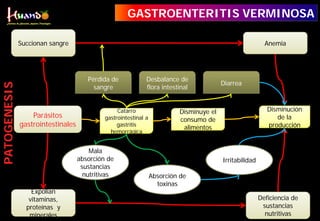 Parásitos
gastrointestinales
Anemia
Deficiencia de
sustancias
nutritivas
Catarro
gastrointestinal a
gastritis
hemorrágica
Disminuye el
consumo de
alimentos
Disminución
de la
producción
Pérdida de
sangre
Desbalance de
flora intestinal
Diarrea
Mala
absorción de
sustancias
nutritivas Absorción de
toxinas
Irritabilidad
Succionan sangre
Expolian
vitaminas,
proteínas y
minerales
PATOGENESIS GASTROENTERITIS VERMINOSA
 
