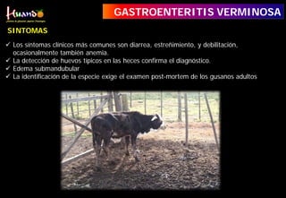  Los síntomas clínicos más comunes son diarrea, estreñimiento, y debilitación,
ocasionalmente también anemia.
 La detección de huevos típicos en las heces confirma el diagnóstico.
 Edema submandubular
 La identificación de la especie exige el examen post-mortem de los gusanos adultos
SINTOMAS
GASTROENTERITIS VERMINOSA
 