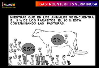 GASTROENTERITIS VERMINOSA
 