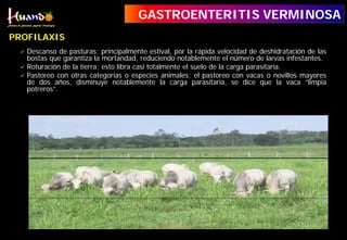 Descanso de pasturas; principalmente estival, por la rápida velocidad de deshidratación de las
bostas que garantiza la mortandad, reduciendo notablemente el número de larvas infestantes.
 Roturación de la tierra; esto libra casi totalmente el suelo de la carga parasitaría.
 Pastoreo con otras categorías o especies animales; el pastoreo con vacas o novillos mayores
de dos años, disminuye notablemente la carga parasitaria, se dice que la vaca “limpia
potreros”.
PROFILAXIS
GASTROENTERITIS VERMINOSA
 