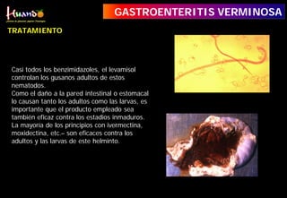 Larvas y adultos de Ostertagia ostertagi
Parasitosis masiva por Haemonchus contortus
en cuajar de ovino
Casi todos los benzimidazoles, el levamisol
controlan los gusanos adultos de estos
nematodos.
Como el daño a la pared intestinal o estomacal
lo causan tanto los adultos como las larvas, es
importante que el producto empleado sea
también eficaz contra los estadios inmaduros.
La mayoría de los principios con ivermectina,
moxidectina, etc.– son eficaces contra los
adultos y las larvas de este helminto.
GASTROENTERITIS VERMINOSA
TRATAMIENTO
 