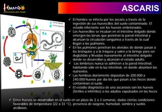 ASCARIS
 El hombre se infecta por los áscaris a través de la
ingestión de sus huevecillos del suelo contaminado. El
estadio infectante son los huevos embrionados.
 Los huevecillos se incuban en el intestino delgado donde
emergen las larvas que penetran la pared intestinal y
alcanzan la circulación sanguínea a través de la cual
llegan a los pulmones.
 En los pulmones penetran los alvéolos de donde pasan a
los bronquios y a la tráquea y salen a la laringe para ser
deglutidas y llevadas nuevamente al intestino delgado
donde se desarrollan y alcanzan el estado adulto.
 Las lombrices nunca se adhieren a la pared intestinal,
habitando sólo en la luz intestinal, en donde absorben los
nutrientes.
 Las hembras diariamente depositan de 200.000 a
240.000 huevos por día los que pasan a las heces donde
contaminan el suelo.
 El estadio diagnóstico de una ascariasis son los huevos
(fértiles o infértiles) o los adultos expulsados en las heces
 Estos huevos se desarrollan en el suelo en un plazo de 2 a 3 semanas, dadas ciertas condiciones
favorables de temperatura (22 a 33 °C), presencia de oxígeno, humedad, sombra y suelos
arcillosos.
 