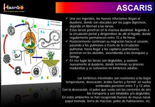 ASCARIS
 Una vez ingeridos, los huevos infectantes llegan al
duodeno, donde son atacados por los jugos digestivos,
dejando en libertad a las larvas.
 Estas larvas penetran en la mucosa duodenal, llegando a
la circulación portal y dirigiéndose de allí al hígado, donde
regularmente permanecen entre 72 a 96 horas.
 Posteriormente continúan su migración hacia el corazón,
pasando a los pulmones a través de la circulación
pulmonar, hasta llegar a los capilares pulmonares,
penetran en los alvéolos, ascendiendo a los bronquios y
faringe.
 En ese lugar las larvas son deglutidas, y vuelven
nuevamente al duodeno, donde terminan su proceso
madurativo y se convierten en lombrices adultas.
Las lombrices intestinales son resistentes a las bajas
temperaturas, desecación, ácidos fuertes y formol; en suelos
sembrados persisten entre 7 y 12 años.
Con la desecación, el polvo que vuela con las corrientes de aire
los transporta y son inhalados y/o deglutidos.
En estos ambientes se han recuperado huevos de mucus nasal,
papel moneda, tierra de macetas, polvo de habitaciones, etc.
 