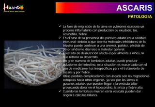 ASCARIS
 La fase de migración de la larva en pulmones ocasiona un
proceso inflamatorio con producción de exudado, tos,
eosinofilia, fiebre.
 En el caso de la presencia del parásito adulto en la cavidad
intestinal: debido a que secreta moléculas inhibidoras de la
tripsina puede conllevar a una anemia, palidez, pérdida de
peso, síndrome diarreico y malestar general.
 El estado de desnutrición afecta especialmente a niños, lo
que retrasa su desarrollo.
 Un gran número de lombrices adultas puede producir
oclusiones del intestino, esta situación es exacerbada con el
uso de medicamentos inespecíficos para el tratamiento de
áscaris y por fiebre.
 Otras posibles complicaciones con áscaris son las migraciones
ectópicas hacia otros órganos, ya sea por las larvas o
gusanos adultos que pueden llegar a la vesícula biliar
provocando dolor en el hipocondrio, ictericia y fiebre alta.
 Cuando las lombrices mueren en la vesícula pueden dar
origen a cálculos biliares.
PATOLOGIA
 