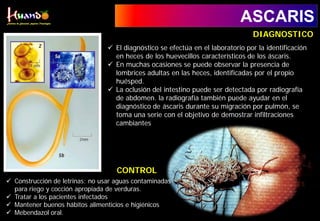 ASCARIS
 El diagnóstico se efectúa en el laboratorio por la identificación
en heces de los huevecillos característicos de los áscaris.
 En muchas ocasiones se puede observar la presencia de
lombrices adultas en las heces, identificadas por el propio
huésped.
 La oclusión del intestino puede ser detectada por radiografía
de abdomen. la radiografía también puede ayudar en el
diagnóstico de áscaris durante su migración por pulmón, se
toma una serie con el objetivo de demostrar infiltraciones
cambiantes
DIAGNOSTICO
 Construcción de letrinas; no usar aguas contaminadas
para riego y cocción apropiada de verduras.
 Tratar a los pacientes infectados
 Mantener buenos hábitos alimenticios e higiénicos
 Mebendazol oral.
CONTROL
 