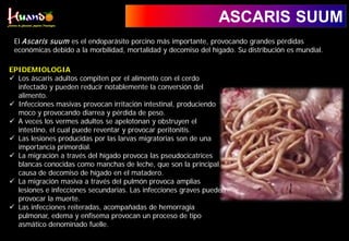 ASCARIS SUUM
El Ascaris suum es el endoparásito porcino más importante, provocando grandes pérdidas
económicas debido a la morbilidad, mortalidad y decomiso del hígado. Su distribución es mundial.
EPIDEMIOLOGIA
 Los áscaris adultos compiten por el alimento con el cerdo
infectado y pueden reducir notablemente la conversión del
alimento.
 Infecciones masivas provocan irritación intestinal, produciendo
moco y provocando diarrea y pérdida de peso.
 A veces los vermes adultos se apelotonan y obstruyen el
intestino, el cual puede reventar y provocar peritonitis.
 Las lesiones producidas por las larvas migratorias son de una
importancia primordial.
 La migración a través del hígado provoca las pseudocicatrices
blancas conocidas como manchas de leche, que son la principal
causa de decomiso de hígado en el matadero.
 La migración masiva a través del pulmón provoca amplias
lesiones e infecciones secundarias. Las infecciones graves pueden
provocar la muerte.
 Las infecciones reiteradas, acompañadas de hemorragia
pulmonar, edema y enfisema provocan un proceso de tipo
asmático denominado fuelle.
 