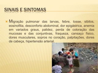 SINAIS E SINTOMAS
 Migração pulmonar das larvas, febre, tosse, sibilos,
eosinofilia, desconforto abdominal, dor epigástrica, anemia
em variados graus, palidez, perda de coloração das
mucosas e das conjuntivas, fraqueza, cansaço físico,
dores musculares, sopros no coração, palpitações, dores
de cabeça, hipertensão arterial.
 