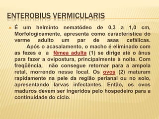ENTEROBIUS VERMICULARIS
 É um helminto nematódeo de 0,3 a 1,0 cm,
Morfologicamente, apresenta como característica do
verme adulto um par de asas cefálicas.
Após o acasalamento, o macho é eliminado com
as fezes e a fêmea adulta (1) se dirige até o ânus
para fazer a ovipostura, principalmente à noite. Com
freqüência, não consegue retornar para a ampola
retal, morrendo nesse local. Os ovos (2) maturam
rapidamente na pele da região perianal ou no solo,
apresentando larvas infectantes. Então, os ovos
maduros devem ser ingeridos pelo hospedeiro para a
continuidade do ciclo.
 