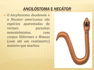 ANCILÓSTOMA E NECÁTOR
 O Ancylostoma duodenale e
o Necator americanus são
espécies aparentadas de
vermes parasitas
nematelmintos, com
corpos filiformes e fêmeas
(com até um centímetro)
maiores que machos.
 