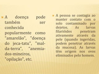  A doença pode
também ser
conhecida
popularmente como
"amarelão", "doença
do jeca-tatu", "mal-
da-terra", "anemia-
dos-mineiros,
"opilação", etc.
 A pessoa se contagia ao
manter contato com o
solo contaminado por
dejetos. As larvas
filarióides penetram
ativamente através da
pele (quando ingeridas,
podem penetrar através
da mucosa). As larvas
têm origem nos ovos
eliminados pelo homem.
 