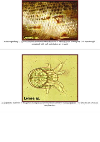 [Parasitologia] atlas de parasitologia color (en) | PDF