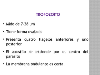 PARASITOLOGIA_CLASE_3_FLAGELADOS__2_ (4).pptx