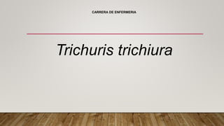 CARRERA DE ENFERMERIA
Trichuris trichiura
 