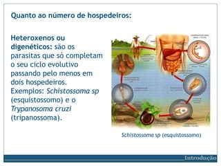 Quanto ao número de hospedeiros:
Heteroxenos ou
digenéticos: são os
parasitas que só completam
o seu ciclo evolutivo
passando pelo menos em
dois hospedeiros.
Exemplos: Schistossoma sp
(esquistossomo) e o
Trypanosoma cruzi
(tripanossoma).
Schistossoma sp (esquistossomo)
Introdução
 