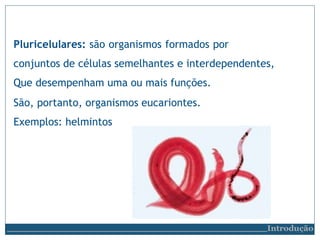 Pluricelulares: são organismos formados por
conjuntos de células semelhantes e interdependentes,
Que desempenham uma ou mais funções.
São, portanto, organismos eucariontes.
Exemplos: helmintos
Introdução
 