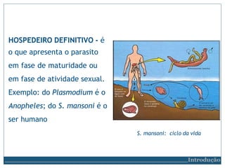 HOSPEDEIRO DEFINITIVO - é
o que apresenta o parasito
em fase de maturidade ou
em fase de atividade sexual.
Exemplo: do Plasmodium é o
Anopheles; do S. mansoni é o
ser humano
S. mansoni: ciclo da vida
Introdução
 