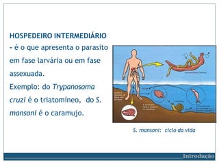 HOSPEDEIRO INTERMEDIÁRIO
- é o que apresenta o parasito
em fase larvária ou em fase
assexuada.
Exemplo: do Trypanosoma
cruzi é o triatomíneo, do S.
mansoni é o caramujo.
S. mansoni: ciclo da vida
Introdução
 