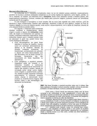 Arlindo Ugulino Netto – PARASITOLOGIA – MEDICINA P4 – 2009.1



BIOLOGIA E C ICLO C ELULAR
         Os trofozoítas da E. histolytica normalmente vivem na luz do intestino grosso podendo, ocasionalmente,
penetrar na mucosa e produzir ulcerações instestinais ou em outras regiões do organismo, como fígado, pulmão, no
rim e, raraente, no cérebro. Os trofozoítos de E. histolytica, tendo como ambiente normal o intestino grosso, são
essencialmente anaeróbios. Contudo, amebas são hábeis para consumir oxigênio, podendo crescer em atmosferas
contendo até 5% de oxigênio.
         O ciclo biológico é monoxênico e muito simples. Ele se inicia pela ingestão dos cistos maduros, junto de
alimentos e água contaminados. Passam pelo estômago, resistindo à ação do suco gástrico, chegam ao final do
intestino delgado ou início do intestino grosso, onde ocorre o desencistamento, com a saída do metacisto, através de
uma pequena fenda na parede cística.
         Em seguida, o metacisto sofre sucessivas
divisões nucleares e citoplasmáticas, dando
origem a quatro e depois oito trofozoítos (cada
cisto, dá origem a 8 trofozoitos com apenas um
núcleo), chamados trofozoítos metacísticos. Estes
trofozoítos migram para o intestino grosso onde
se colonizam. A partir daí, podem tomar dois
rumos fisiológicos diferentes:
      Ciclo não-patogênico: em geral, ficam
         aderidos à mucosa do intestino, vivendo
         como um comensal, alimentando-se de
         detritos e de bactérias. Através de
         divisões     nucleares    sucessivas,   se
         transformam, primeiramente em pré-cisto
         e, depois, em cistos tetranucleados, que
         são eliminados com as fezes normais ou
         formadas.       Geralmente      não    são
         encontrados em fezes liquefeitas ou
         disentéricas.
      Ciclo patogênico: o equilíbrio parasito-
         hospedeiro pode ser rompido e os
         trofozoítos    invadem     a     submucosa
         intestinal, multiplicando-se ativamente no
         interior das úlceras e podem, através da
         circulação porta, atingir outros órgãos,
         como o fígado e, posteriormente, pulmão,
         rim, cérebro ou pele, causando a embíase
         extra-intestina. O trofozoíto presente
         nestas úlceras é denominado forma
         invasiva ou virulenta (forma magna). Não
         formam cistos e são hematófagos (se
         alimentam de hemácias).

                                             OBS²: Nas fezes formadas, é possível encontrar cistos com 4 núcleos. Nas
                                             fezes pastosas e formadas, é comum encontrar, também, a forma do pré-cisto.
                                             Entretanto, em fezes diarréicas, é comum a presença de trofozoítos.

                                                       Como vimos, a forma minuta dos trofozoítos podem viver de forma
                                             comensal e dar continuidade ao ciclo, estabelecendo a forma colite não-
                                             disentérica (quadros de diarréia sem presente de fezes mucossanguinolentas).
                                             Por não ter a capaciade de invadir outros tecidos, é conserada não patogênica,
                                             mesmo causando os sintomas da colite não-disentérica.
                                                       Entretanto, algumas formas (como a magna) podem liberar citocinas e
                                             enzimas proteolíticas e invadir a mucosa intestinal, se multiplicar na submucosa
                                             e atingir outros órgãos via corrente sanguínea (causando a forma patogênica da
                                             doença). Este ciclo patogênico representa a forma mais grave da amebíase,
                                             sendo caracterizada pela presença de fezes diarréicas mucossanguinolentas.
                                                       A E. histolytica pode, portanto, evoluir de comensal para invasor,
                                             realizando o ciclo patogênico da doença devido a uma quebra do equilíbrio
                                             parasita-hospedeiro. Os fatores determinantes relacionam-se ao hospedeiro
                                             (idade e resposta imune) e ao meio onde a ameba vive (flora bacteriana e
                                             reinfecções sucessivas).

                                                                                                                         27
 