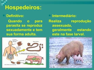 Hospedeiros:
 Definitivo:
Quando o para
parasita se reproduz
sexuadamente e tem
sua forma adulta.
 Intermediário:
Realiza reprodução
assexuada,
geralmente estando
este na fase larval.
 