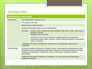 Artrópodos
Artrópodos arácnidos
Loxocelismo       Loxosceles laeta o araña de rincón
                  41% urbano, 21% rural
                  Muerde solo en defensa propia
                  Mordedura frecuentemente en cara y extremidades
                  Síntomas     Cutáneo: dolor, picazonlocal, dolor indefinido, inflamación, luego, dolor franco y
                  :            creciente, necrosis
                               Diagnostico de 6 a 8 horas
                               Visceral: de 12 a 24 hrs se producen complicaciones de una hemolisis
                               intravenosa masiva, fiebre, nauseas, vómitos, dolores articulares y musculares,
                               ictericia, hematuria
                  Tratamiento: frío local, inmovilización, elevación de la zona afectada, aplicación de
                  corticoides
Araña del trigo   Síntomas: aumento de volumen y coloración rojiza, se observan dos manchas rojas, dolor
                  alrededor del área, posteriormente calambres musculares, respiración dificultosa, aumenta
                  temperatura, taquicardia e hipertensión, arritmia, dolor pecho, sudoración, dolores
                  abdominales
                  Tratamiento: de soporte, hidratación, analgésicos, en casos graves requiere drogas y
                  ventilación mecánica
 