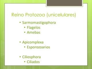 Reino Protozoa (unicelulares)
   • Sarmomastigophora
      • Flagelos
      • Amebas

   • Apicomplexa
      • Esporozoarios

   • Ciliosphora
      • Ciliados
 