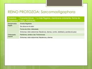 REINO PROTOZOA: Sarcomastigophora
Parásitos     Características : 1 o más flagelos, membrana ondulante, forma de
Flagelados    látigo, ASEXUAL
Dentamoeba    Ameba flagelada
fragilis
              Se ubica en el colon
              Forma de riñón, bilobulada
              Síntomas: dolor abdominal, flatulencia, diarrea, vomito, debilidad y perdida de peso
Chilomastix   Periforme, similar a las Trichomonas
mesnili
              Síntomas: dolor abdominal, flatulencia y diarrea
 
