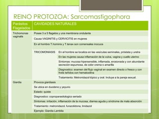REINO PROTOZOA: Sarcomastigophora
Parásitos     CAVIDADES NATURALES
Flagelados
Trichomonas   Posee 3 a 5 flagelos y una membrana ondulante
vaginalis
              Causa VAGINITIS y CERVICITIS en mujeres

              En el hombre T.hominis y T.tenax son comensales inocuos


              TRICOMONIASIS        En el hombre se localiza en las vesículas seminales, próstata y uretra
                                   En las mujeres causa inflamación de la vulva, vagina y cuello uterino
                                   Síntomas: mucosa hipersensible, inflamada, erosionada y con abundante
                                   secreción espumosa, de color crema o amarilla
                                   Diagnostico: examen del flujo vaginal en examen directo o fresco y con
                                   frotis teñidos con hematoxilina
                                   Tratamiento: Metronidazol tópico y oral. Incluye a la pareja sexual.
Giardia       Provoca giardiasis
              Se ubica en duodeno y yeyuno
              Estado: quiste
              Diagnostico: coproparasitologico seriado
              Síntomas: irritación, inflamación de la mucosa, diarrea aguda y síndrome de mala absorción
              Tratamiento: metronidazol, furazolidona, tinidazol
              Ejemplo: Giardia Lamblia
 