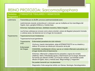 REINO PROTOZOA: Sarcomastigophora
Parásitos     PARASITOS TISULARES Y HEMATICOS
Flagelados
Leishmania    Transmitida por el JEJÉN, provoca Leishmaniosis(kala azar)

              Leishmianosis visceral, producida por L.donovani, que se multiplica en los macrófagos del
              hígado, bazo, ganglios linfáticos y medula ósea
              Síntomas: hiperplasia del bazo, debilidad creciente y fiebre irregular

              Las formas cutáneas se conocen como ulcera oriental o ulcera de Bagdad (ulceración húmeda
              o cutánea seca), las lesiones son en el lugar de inoculación
Trypanosoma   Trypanosoma brucei rhodesiense
              Trypanosoma brucei gambiense
              Trypanosoma      Enfermedad parasitaria de ciclo indirecto
              cruzi
                               Vinchuca, insecto intermediario, aloja al EPIMASTIGOTO en su intestino y
                               defeca. El humano se infecta por inocuación de la piel
              Enfermedad
              de Chagas        CHAGONA, manifestación clínica, que es un nódulo inflamado subcutáneo, en
                               el lugar donde entra el tripanosoma.
                               Síntomas: inflamación unilateral de los parpados o signos de romaña
                               (oftalmia), fiebre, linfoadenitis aguda y diseminación por la sangre, liberación
                               de toxinas que afectan al SNC y al musculo cardiaco, que también puede
                               afectar al hígado, bazo y medula ósea. Mega esófago y megacolon.
                               Se pueden transmitir por vía placentaria
                               Diagnostico: frotis sanguíneo teñido con Giensa. Serología. Serodiagnóstico.
 